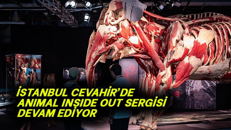İstanbul Cevahir’de Anımal Insıde Out Sergisi Devam Ediyor