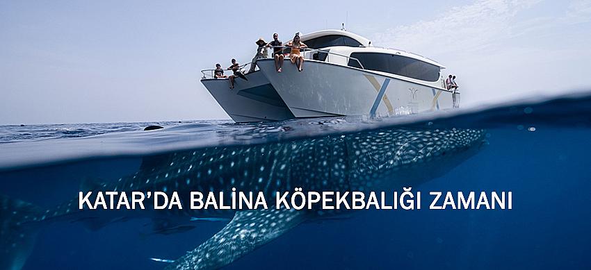 Katar’da Balina Köpekbalığı Zamanı