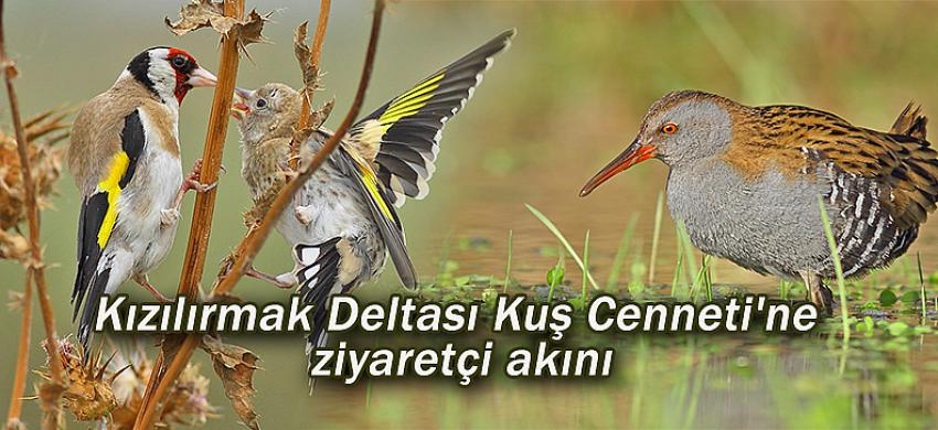 Kızılırmak Deltası Kuş Cenneti'ne ziyaretçi akını
