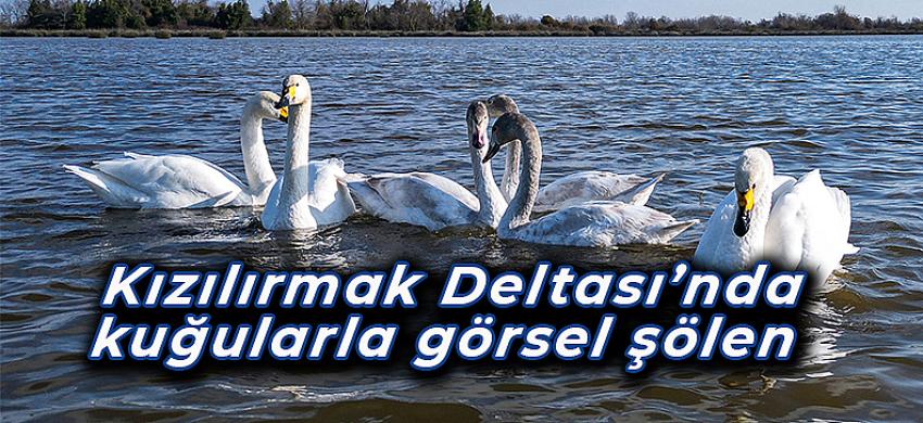 Kızılırmak Deltası’nda kuğularla görsel şölen