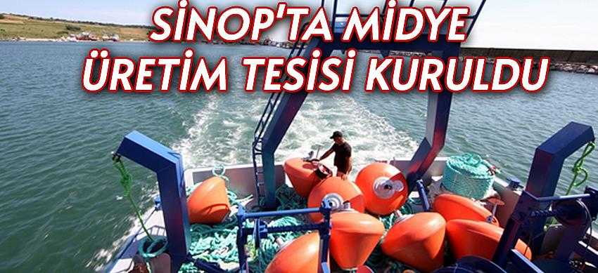 Sinop'ta midye üretim tesisi kuruldu