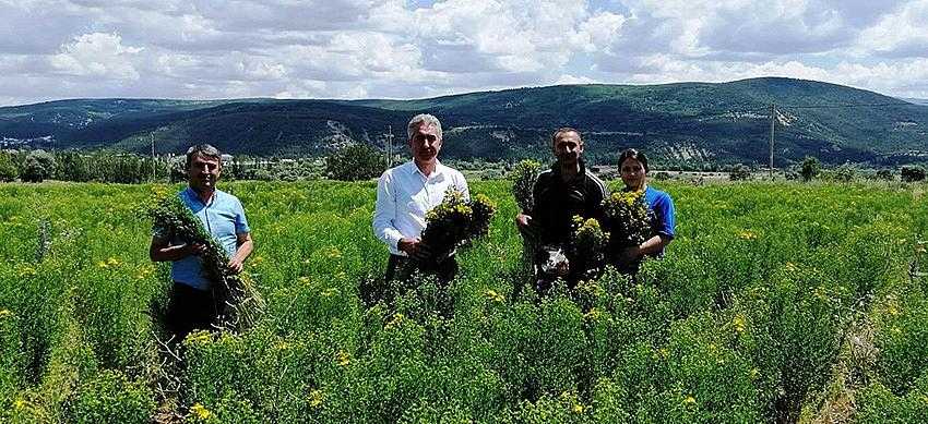 Gümüşhane'de Sarıkantaron İhracı