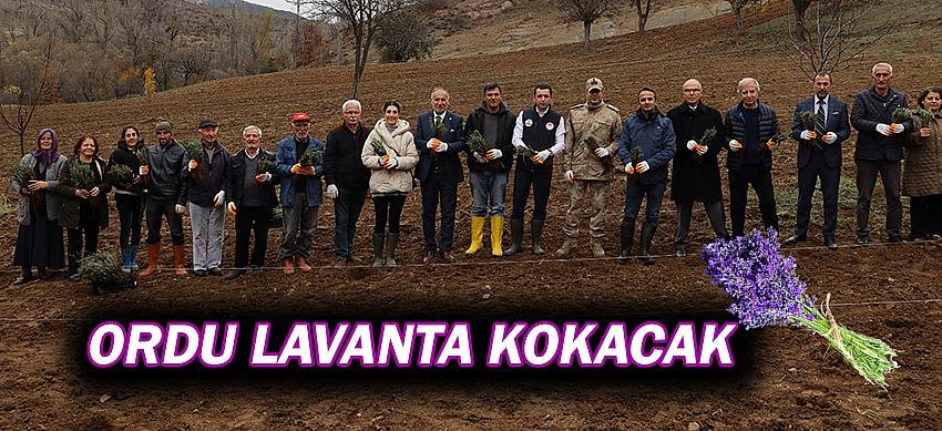Ordu Lavanta Kokacak